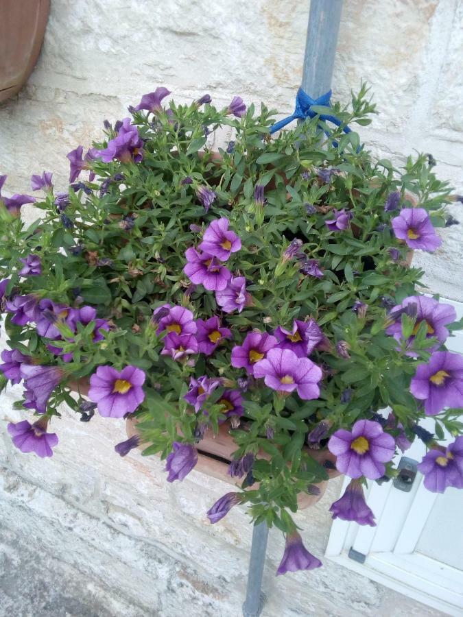 Trulletto Dei Sogni Villa Alberobello Dış mekan fotoğraf
